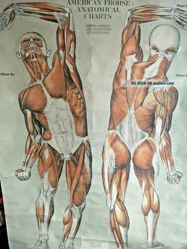 HUGE ADAM ROUILLY ANATOMICAL MEDICAL CHART MUSCLES VERY RARE L@@K NOT ...