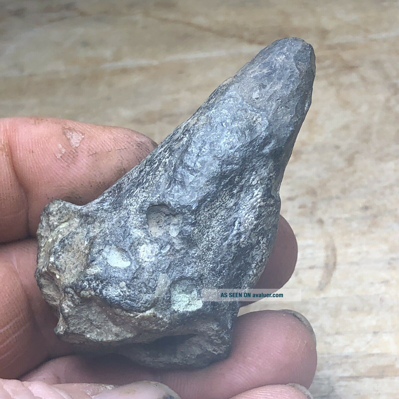 Fossil Dinosaur Pachycephalosaurus Skull Spike Cretaceous Of MT. Hell ...